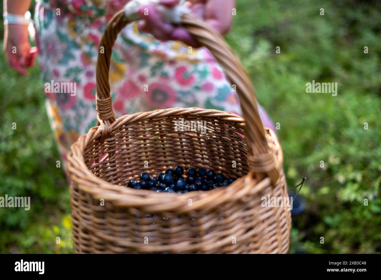 Sezione centrale della ragazza che tiene un cesto pieno di bacche nella foresta Foto Stock