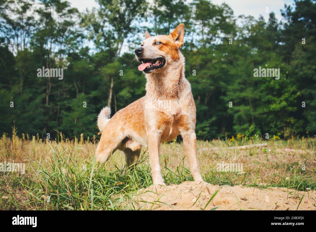 Miniature pinscher Foto Stock