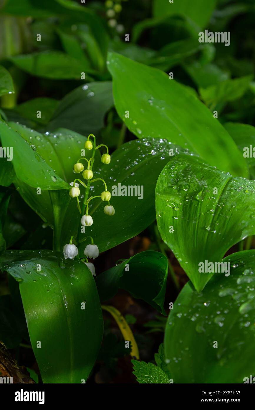 Convallaria majalis. Giglio della valle che fiorisce nella foresta primaverile. Foto Stock