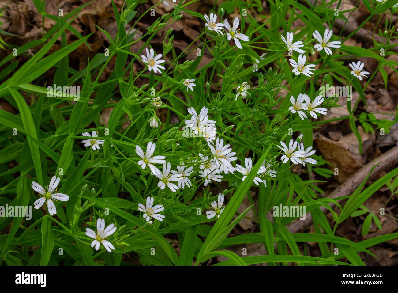 Olostea di Stellaria. Delicati fiori forestali di ceci, di Stellaria ologstea o di Echte Sternmiere. sfondo floreale. fiori bianchi su un naturale gr Foto Stock