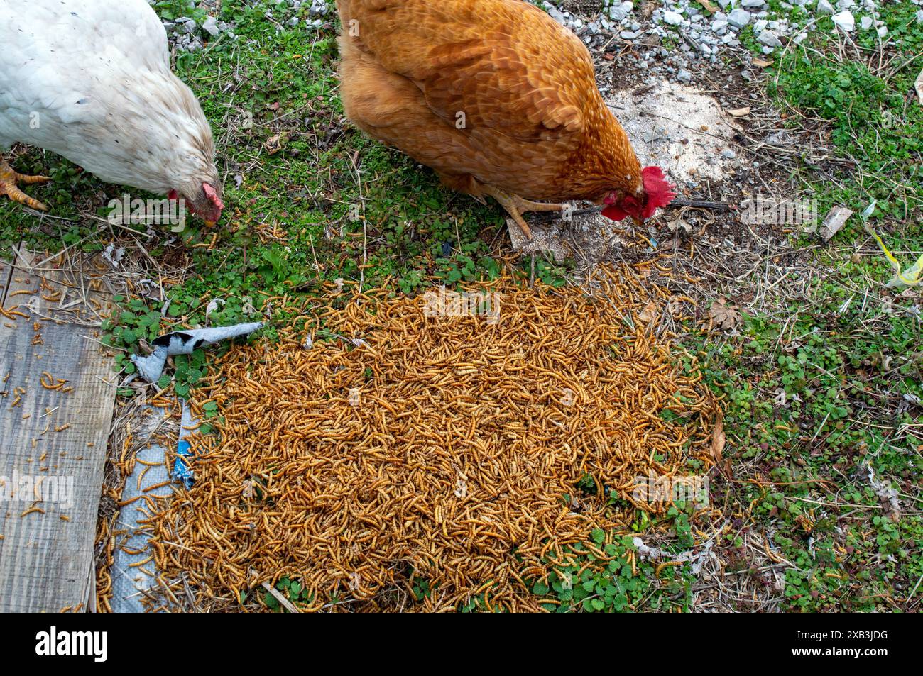 Due polli liberi si concedono rapidamente una delizia ricca di proteine, costituita da vermi secchi da farina in una fattoria del Missouri. Foto Stock