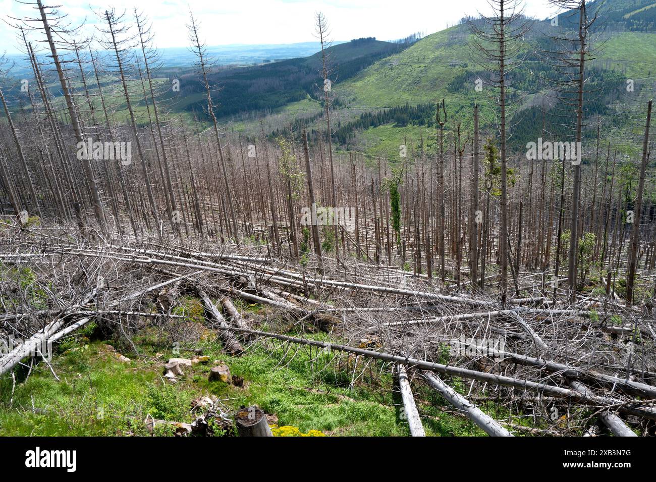 Alberi morti e morenti sulle montagne di Harz, bassa Sassonia, Germania Foto Stock