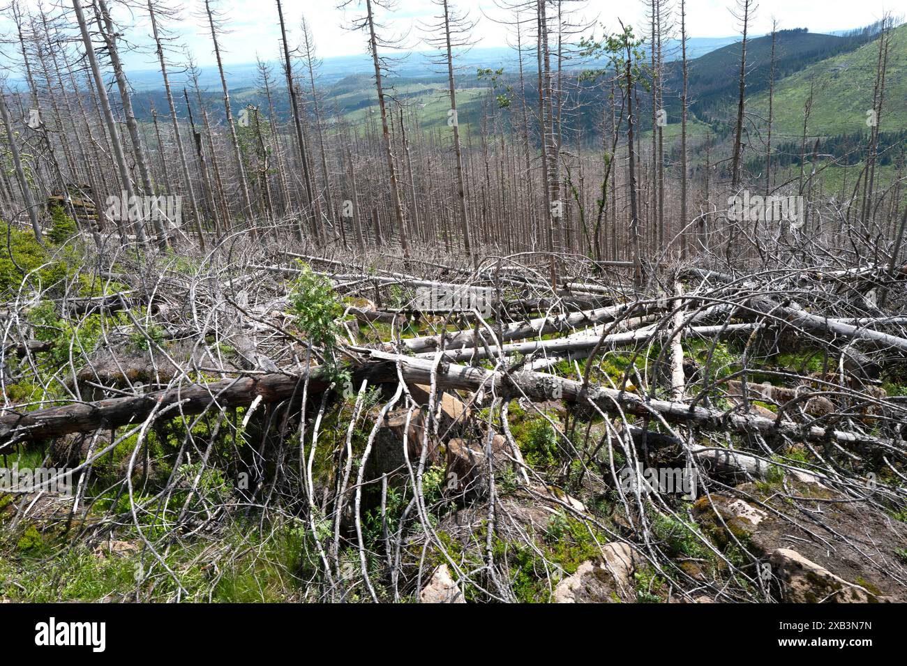Alberi morti e morenti sulle montagne di Harz, bassa Sassonia, Germania Foto Stock