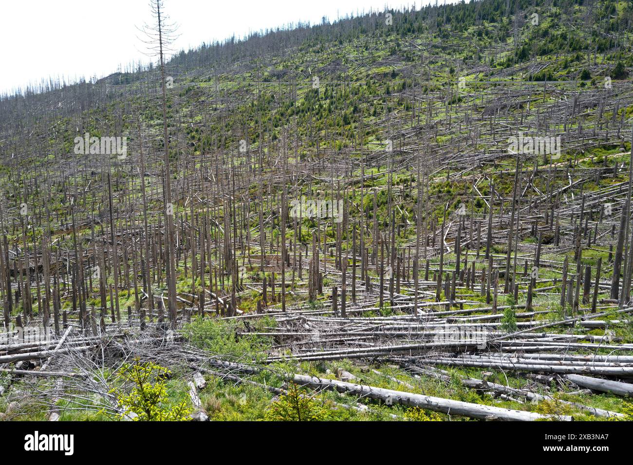 Alberi morti e morenti sulle montagne di Harz, bassa Sassonia, Germania Foto Stock
