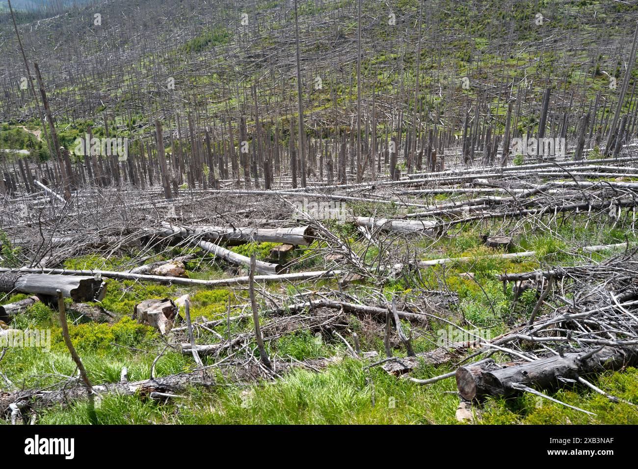 Alberi morti e morenti sulle montagne di Harz, bassa Sassonia, Germania Foto Stock