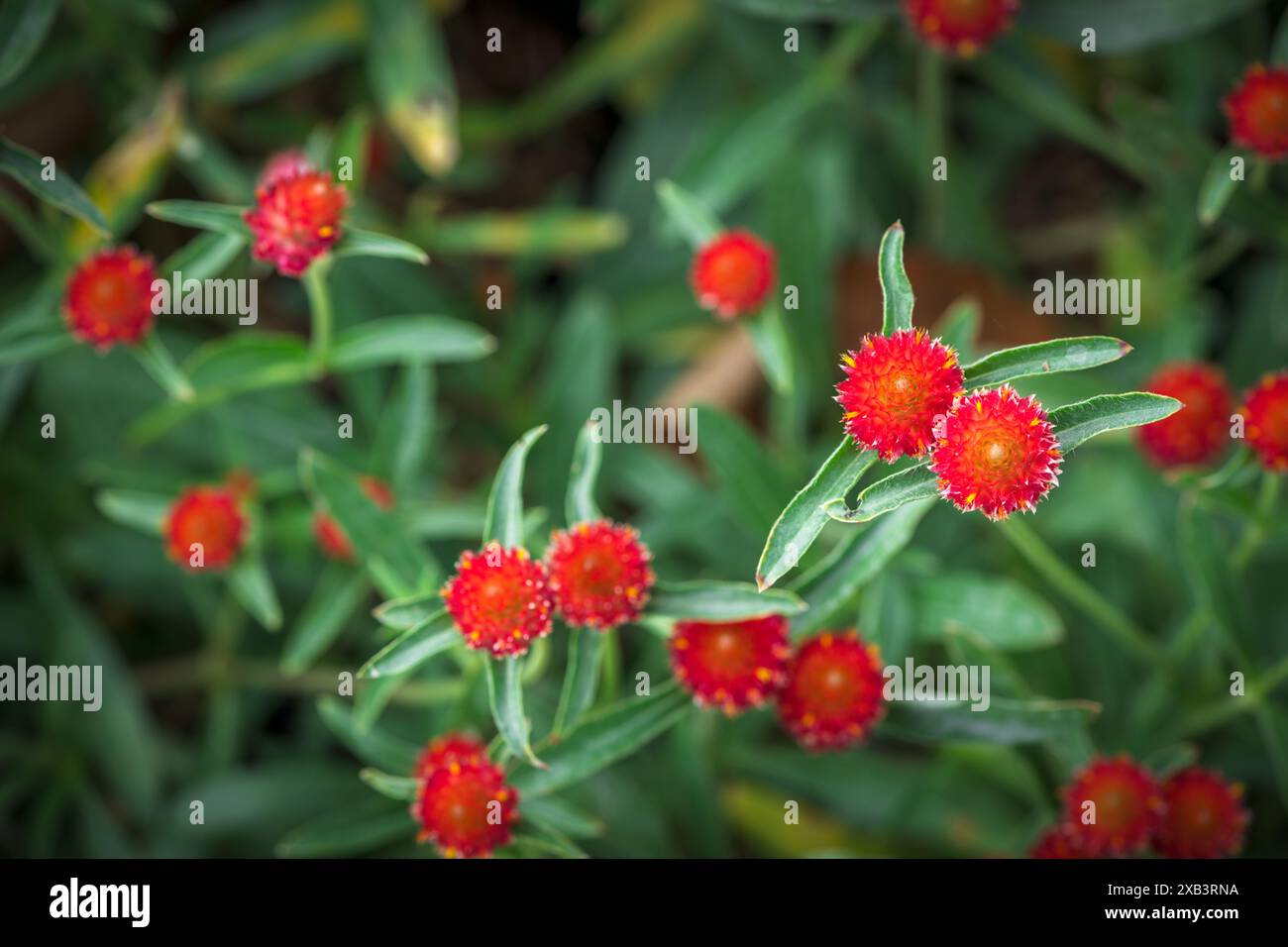 Fiore Globe Amaranth o Bachelor Button fiorito in giardino, concetto di fondo fiore Foto Stock