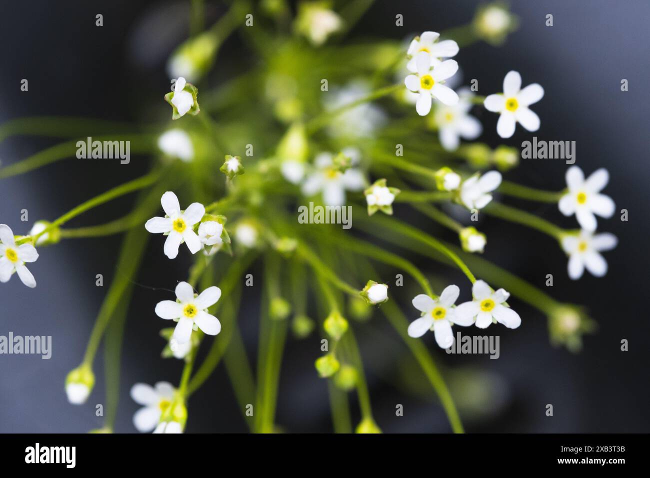 Fiori con petali bianchi su sfondo scuro Foto Stock
