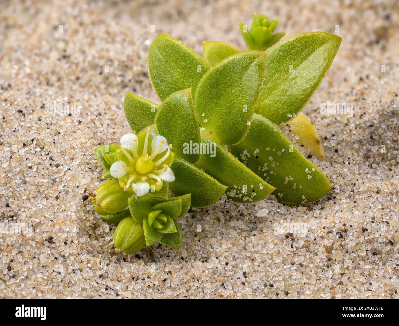 Sea Sandwort, Honkenya peploides, dettaglio ravvicinato di foglie succulente Foto Stock