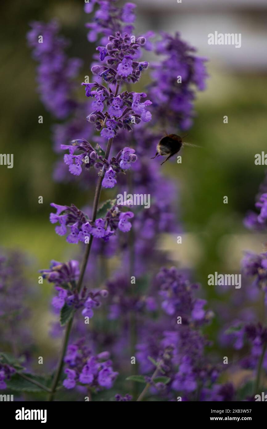 Bumblebee's Dance tra i fiori di gattino. Foto Stock