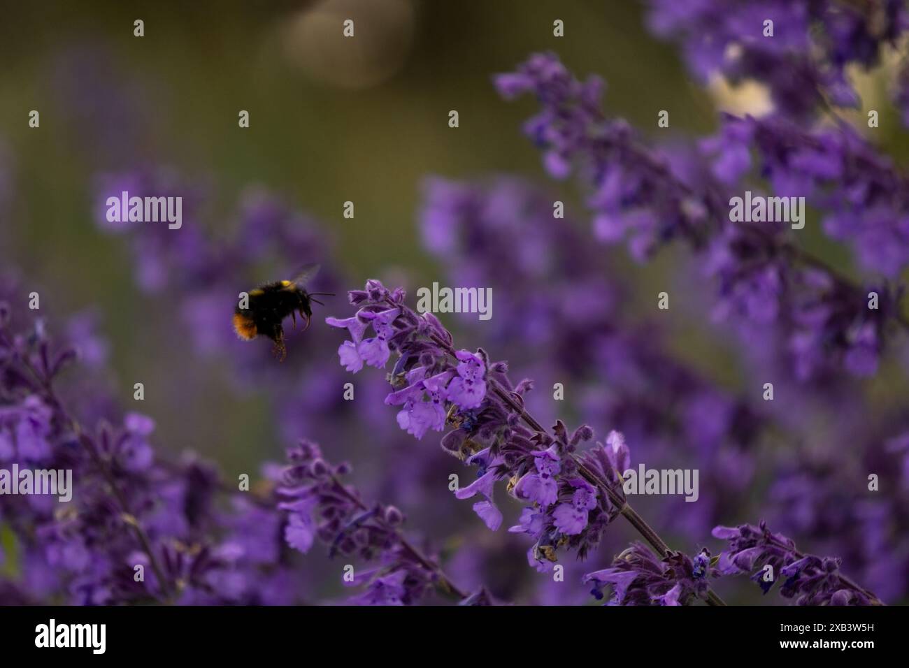 Harmony hovering: Bumblebee tra i fiori di zecca. Foto Stock