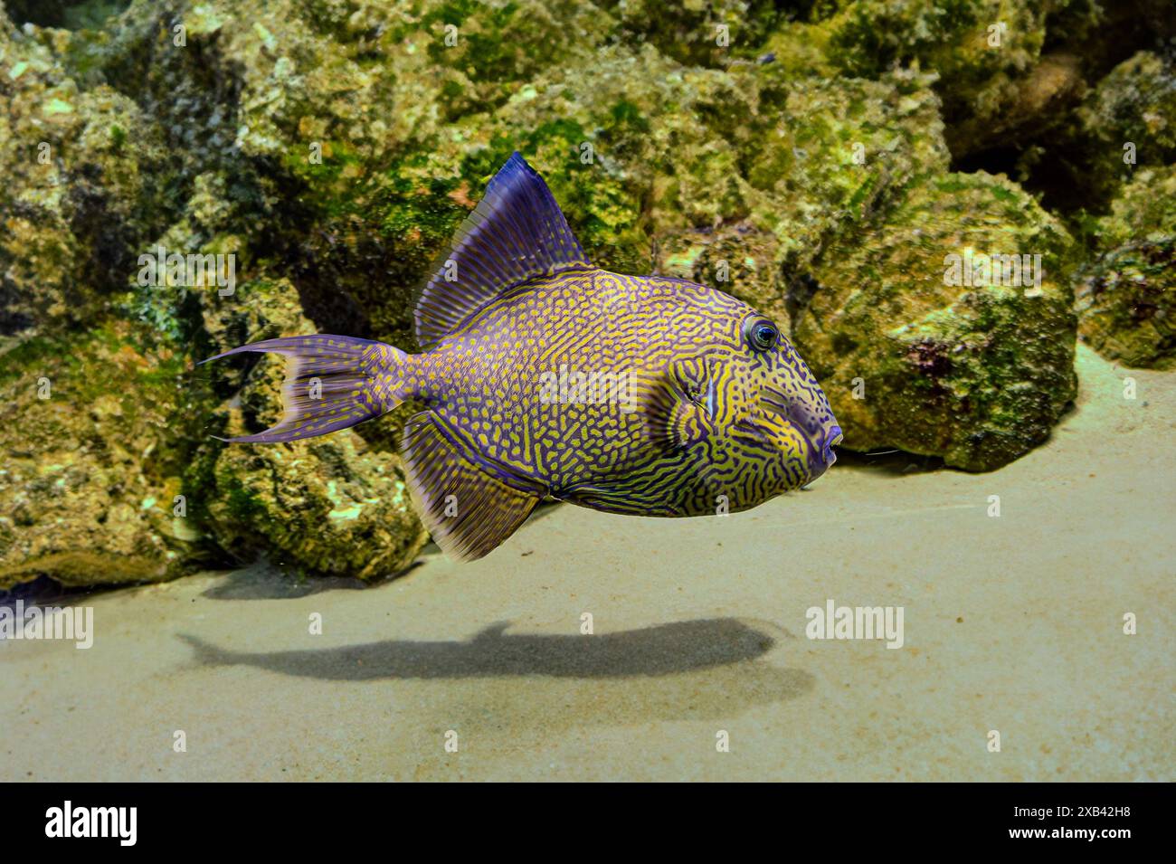 Pseudobalistes fuscus Blue triggerfish, triggerfish ondulato, triggerfish maculato giallo e triggerfish blu e oro è un pesce appartenente al famoso Foto Stock