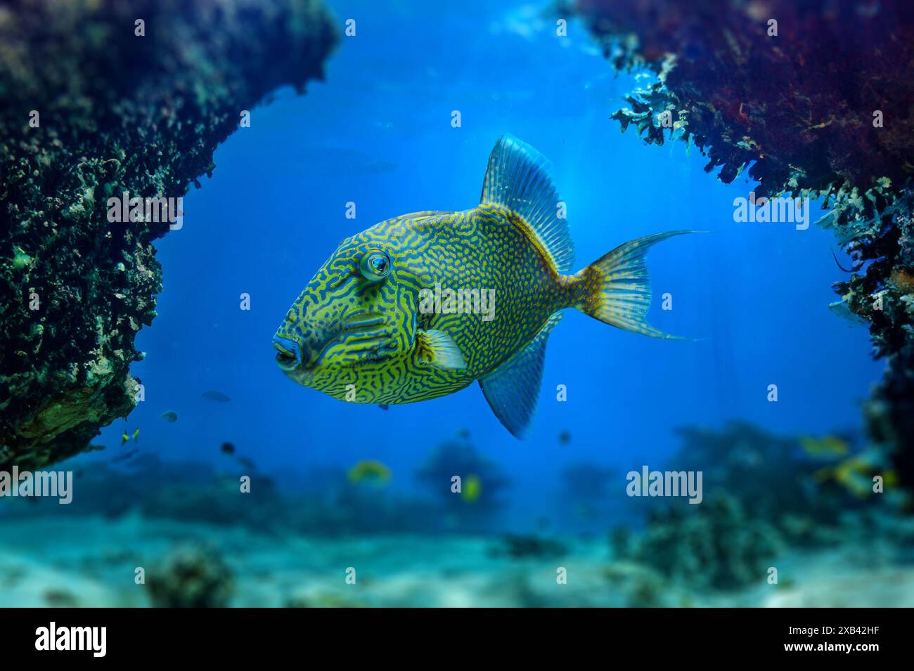 Pseudobalistes fuscus Blue triggerfish, triggerfish ondulato, triggerfish maculato giallo e triggerfish blu e oro è un pesce appartenente al famoso Foto Stock
