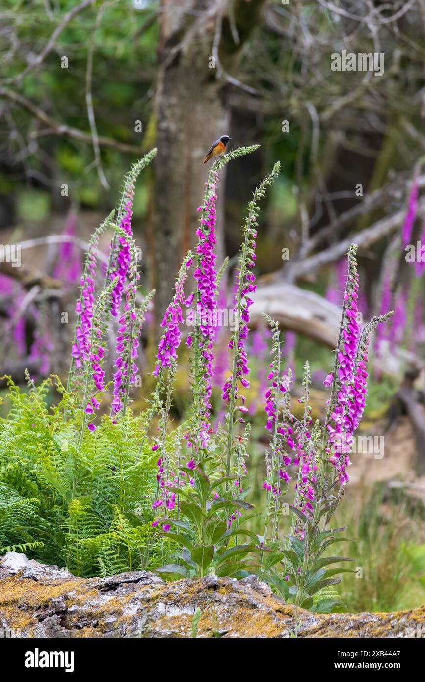 Redstart comune, Phoenicurus phoenicurus seduto sopra Foxgloves. Sussex, Regno Unito Foto Stock