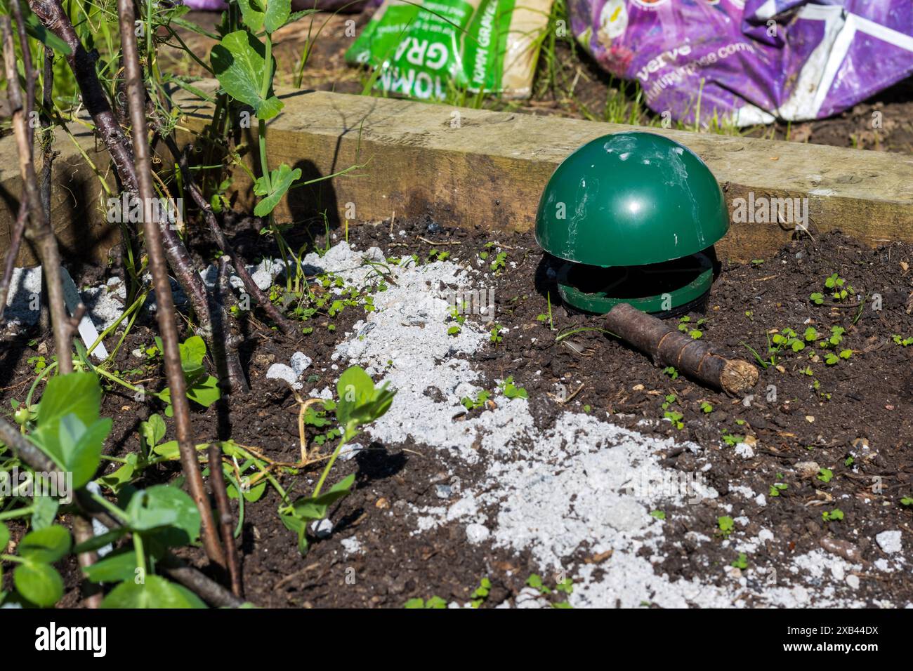 Trappola di lumache e cenere sparse intorno alla base delle piante in un appezzamento vegetale per scoraggiare parassiti come lumache e lumache Foto Stock