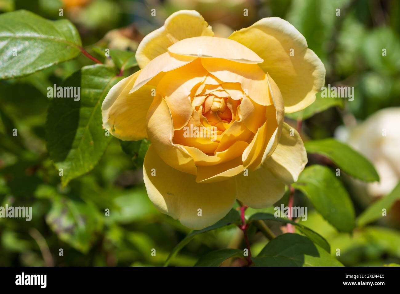 Rosa gialla in un giardino di campagna inglese Foto Stock