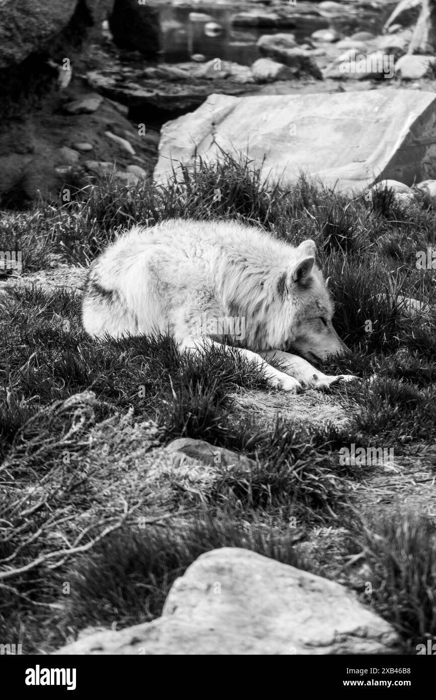 Lupo grigio in cattività, incapace di sopravvivere in natura, al Grizzly and Wolf Discovery Center di West Yellowstone Mountana. Foto Stock
