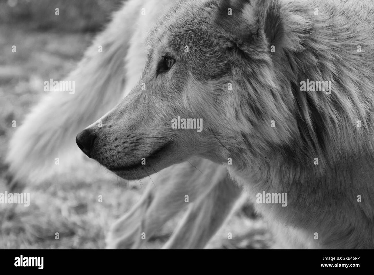 Lupo grigio in cattività, incapace di sopravvivere in natura, al Grizzly and Wolf Discovery Center di West Yellowstone Mountana. Foto Stock