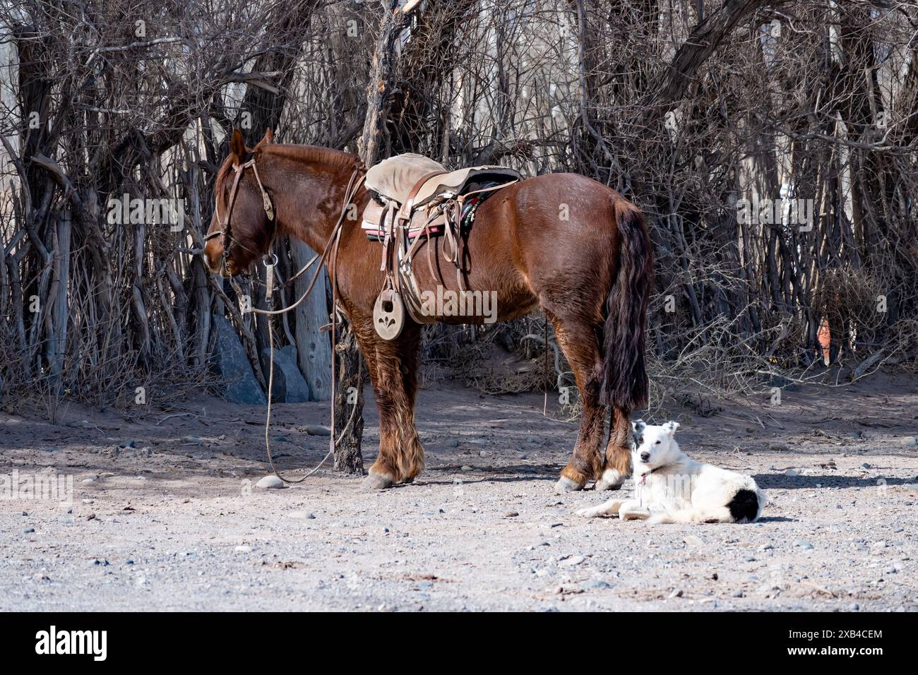 Cavallo sellato di un gaucho argentino, accanto a un cane riposante. Foto Stock