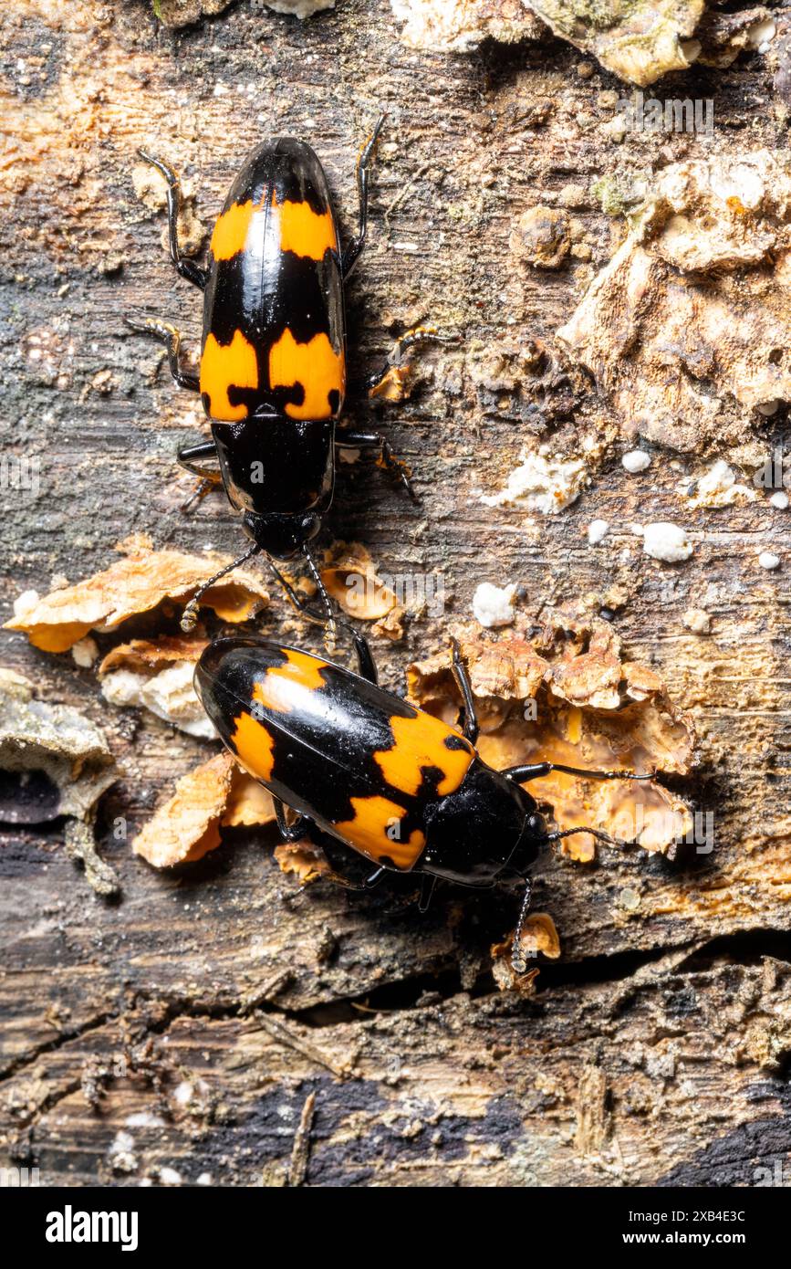 Pleasing Fungus Beetle (Megalodacne Heros) - Pisgah National Forest, Brevard, North Carolina, USA Foto Stock