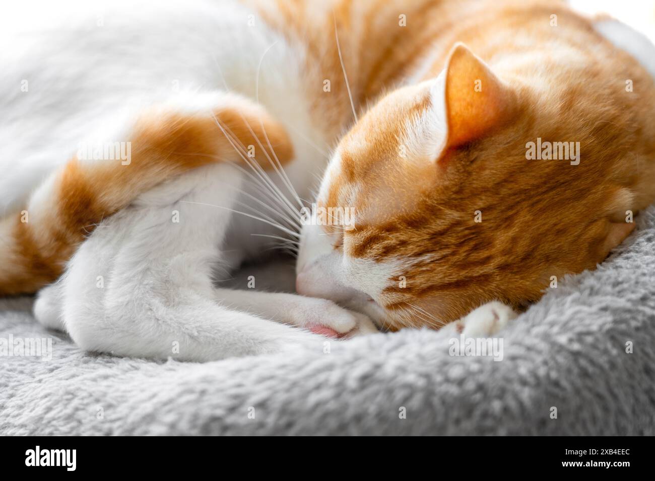 Un gatto bianco e arancione addormentato si è arricciato in un letto in una mattinata di sole. Baffi di gattino rosso riposato da vicino Foto Stock