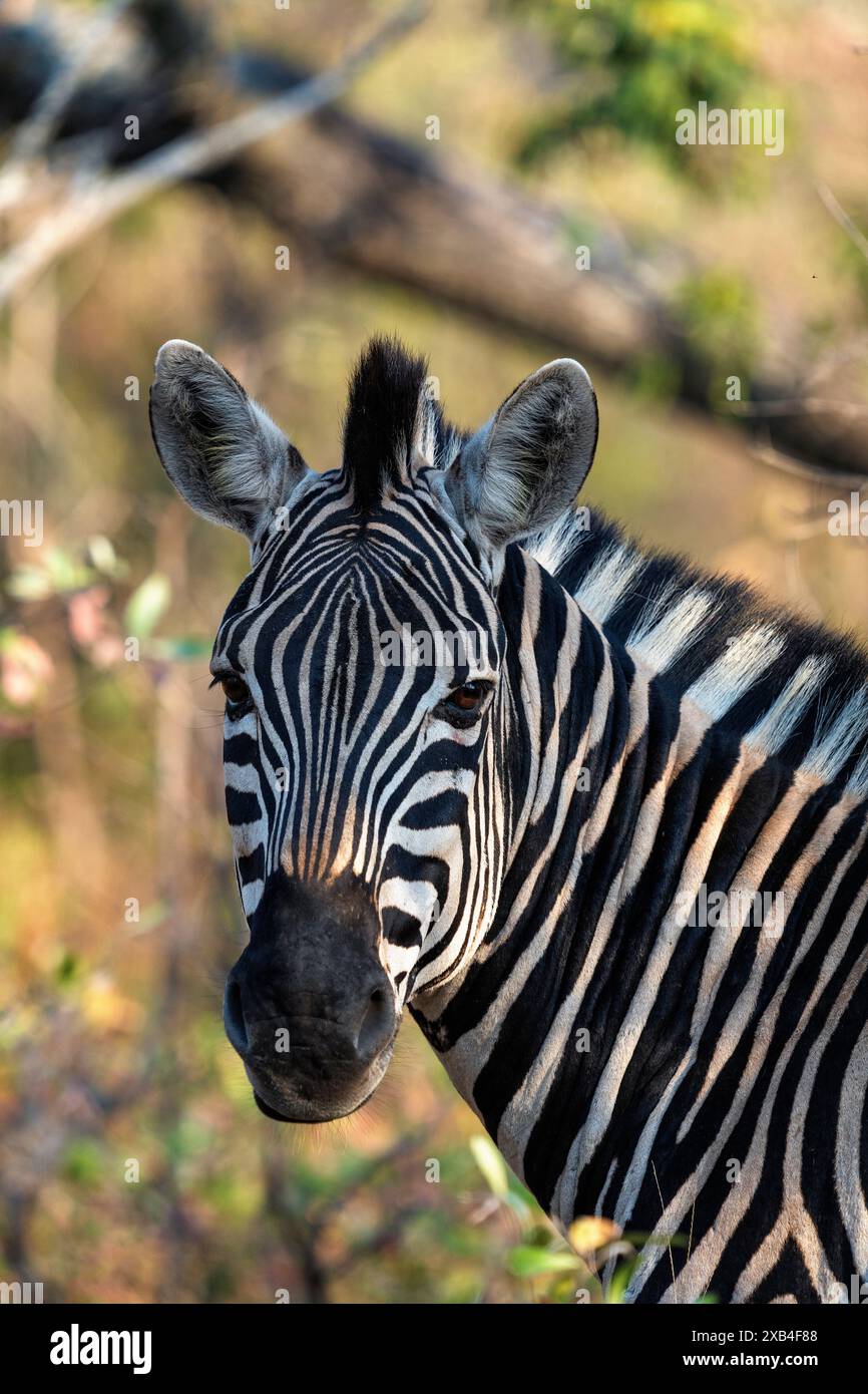 Ritratto di una zebra di Burchells nella riserva naturale di Timbavati in Sudafrica Foto Stock