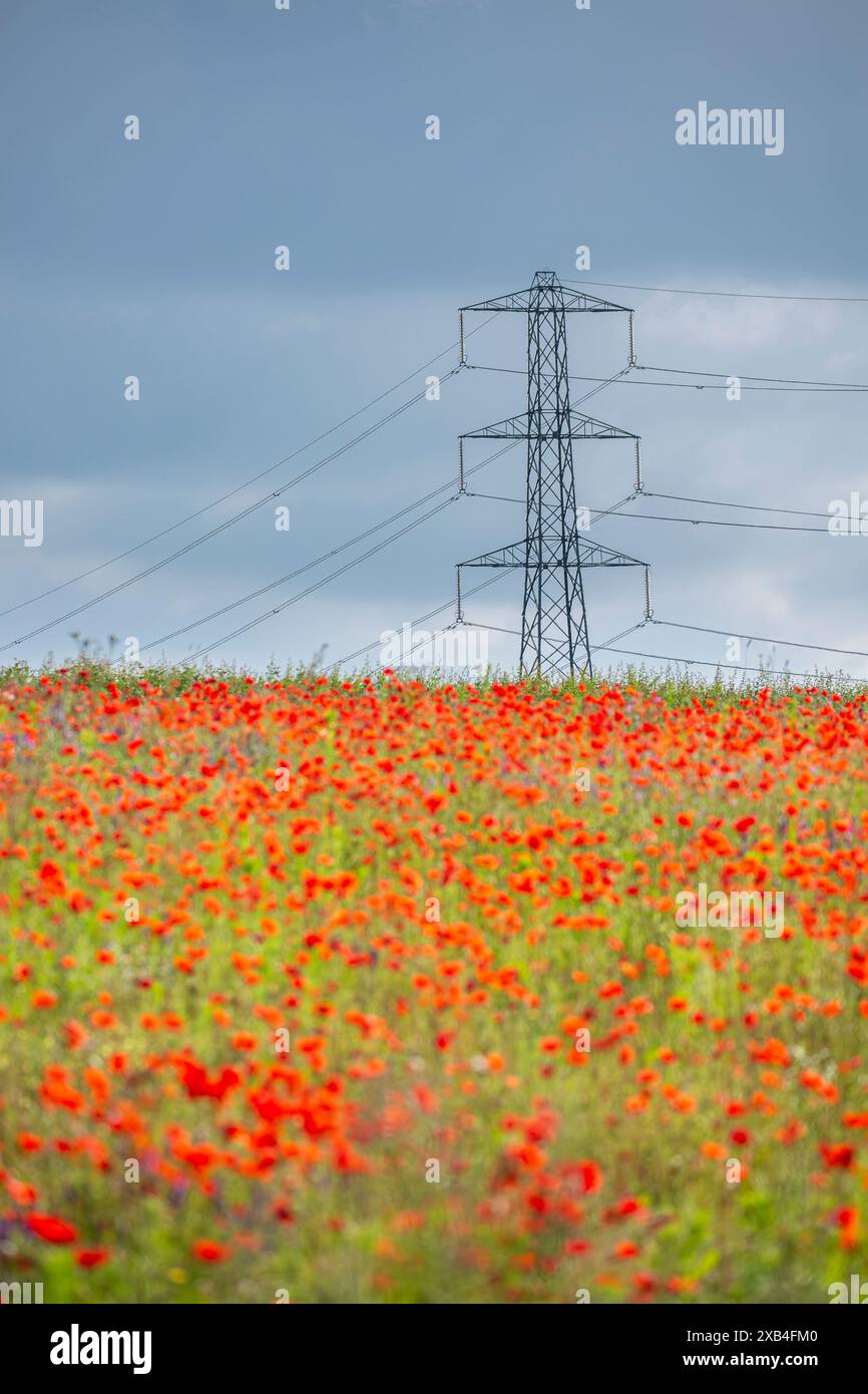 Campo di papavero rosso in fiore con un grande pilone elettrico sullo sfondo in una giornata di sole. La concentrazione è sul pilone. Foto Stock Campo di papavero rosso in fiore con un grande pilone elettrico sullo sfondo in una giornata di sole. La concentrazione è sul pilone. Foto Stock