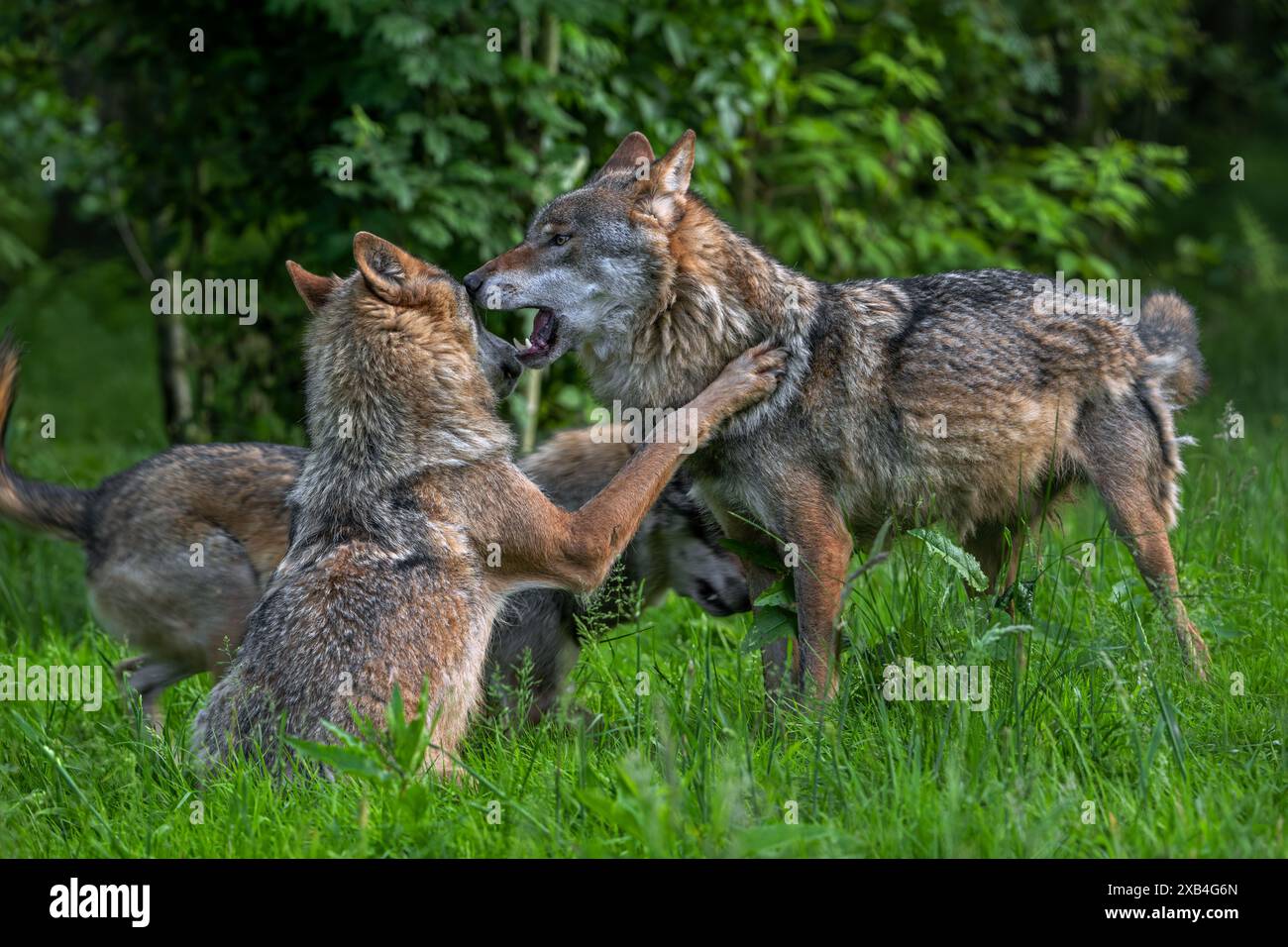 Due lupi eurasiatici (Canis lupus lupus) in un branco di lupi grigi giocano a combattere nella foresta Foto Stock