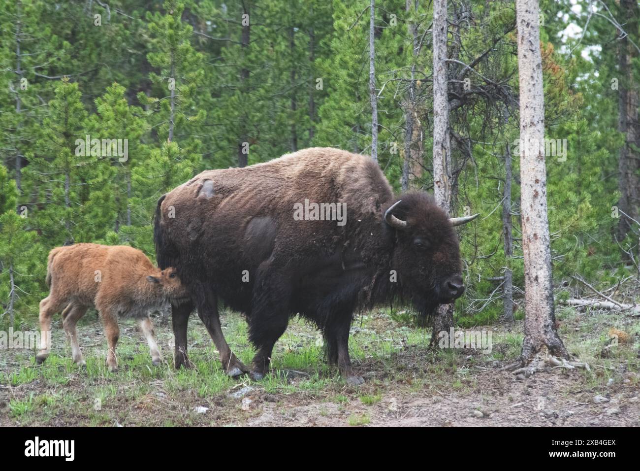 Cane rosso o bisonte di vitello che cercano di bere latte da madre bisonte, nel parco nazionale di Yellowstone. Foto Stock Cane rosso o bisonte di vitello che cercano di bere latte da madre bisonte, nel parco nazionale di Yellowstone. Foto Stock