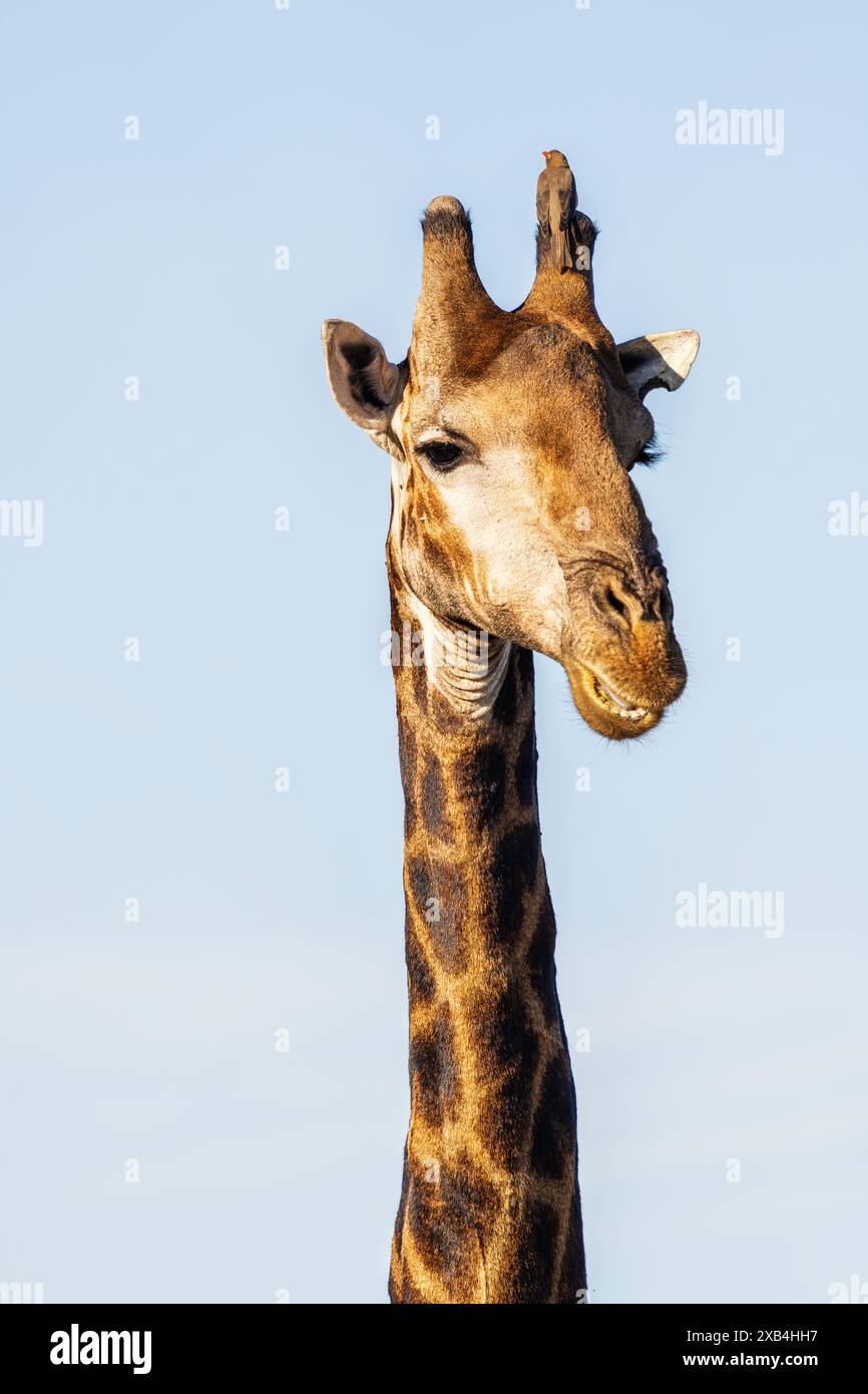 Giraffa (Giraffa camelopardalis) nella riserva naturale privata di Timbavati con il suo piccolo amico un pecker a becco rosso (Buphagus erythrorhyn Foto Stock