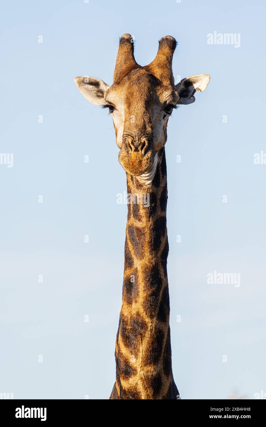 Giraffa (Giraffa camelopardalis) nella riserva naturale privata di Timbavati Foto Stock