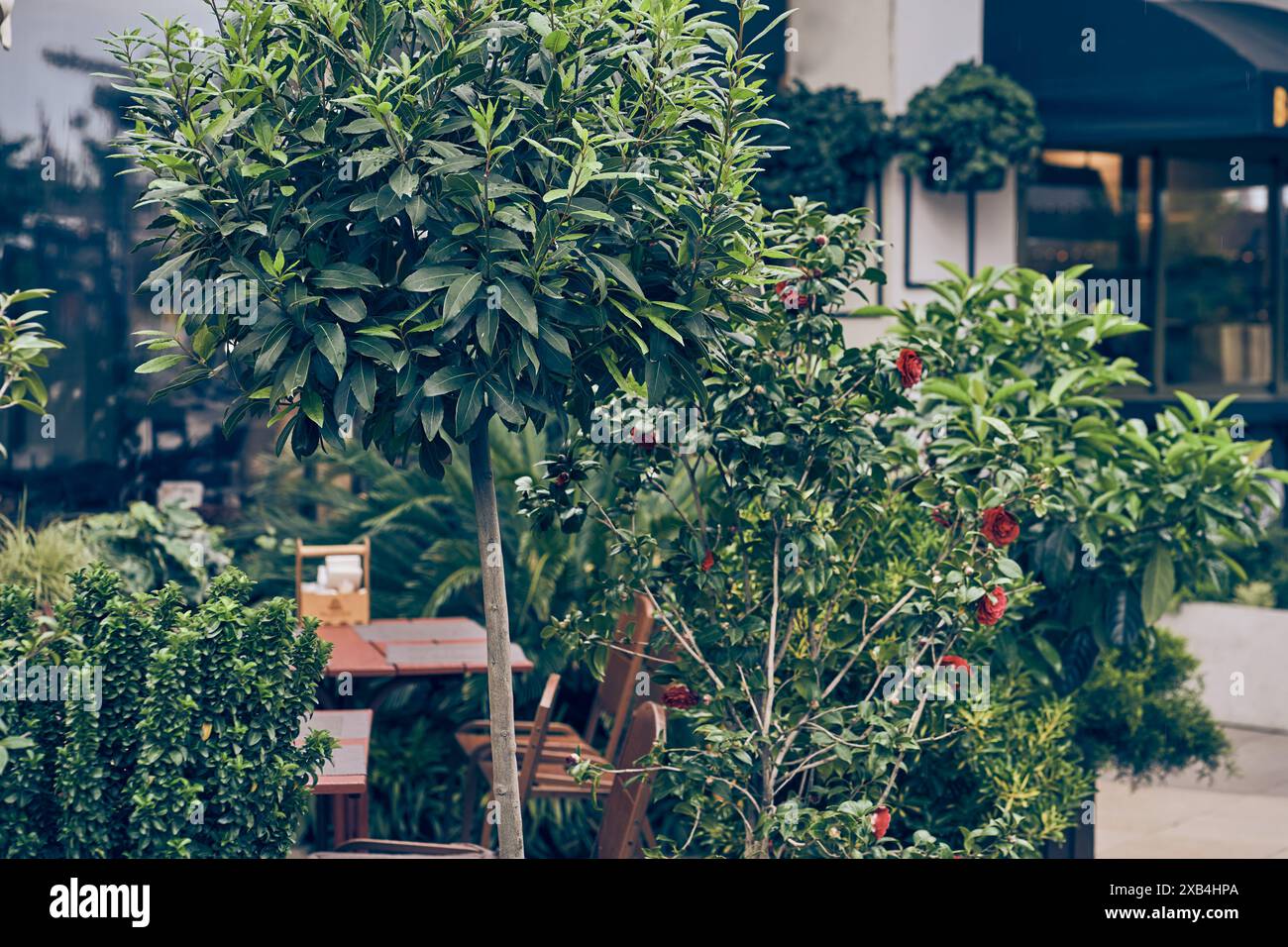 Concentrazione selettiva sull'albero dell'alloro. Sullo sfondo dell'edificio dell'hotel e un tavolo vuoto sulla terrazza esterna del ristorante. Con spazio per copiare. Foto di alta qualità Foto Stock