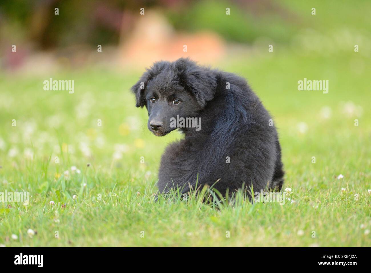 Cucciolo nero di razza mista seduto in un prato, in Baviera Foto Stock