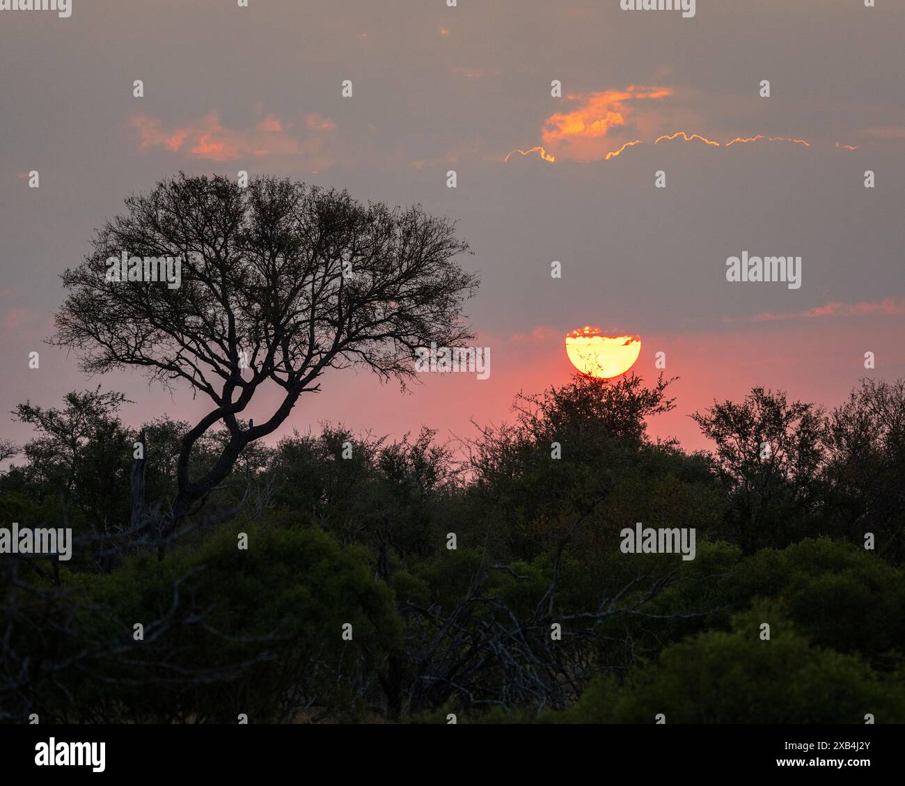 Alba sul campo safari di Bateleur nella riserva naturale privata di Timbavati, Sudafrica Foto Stock