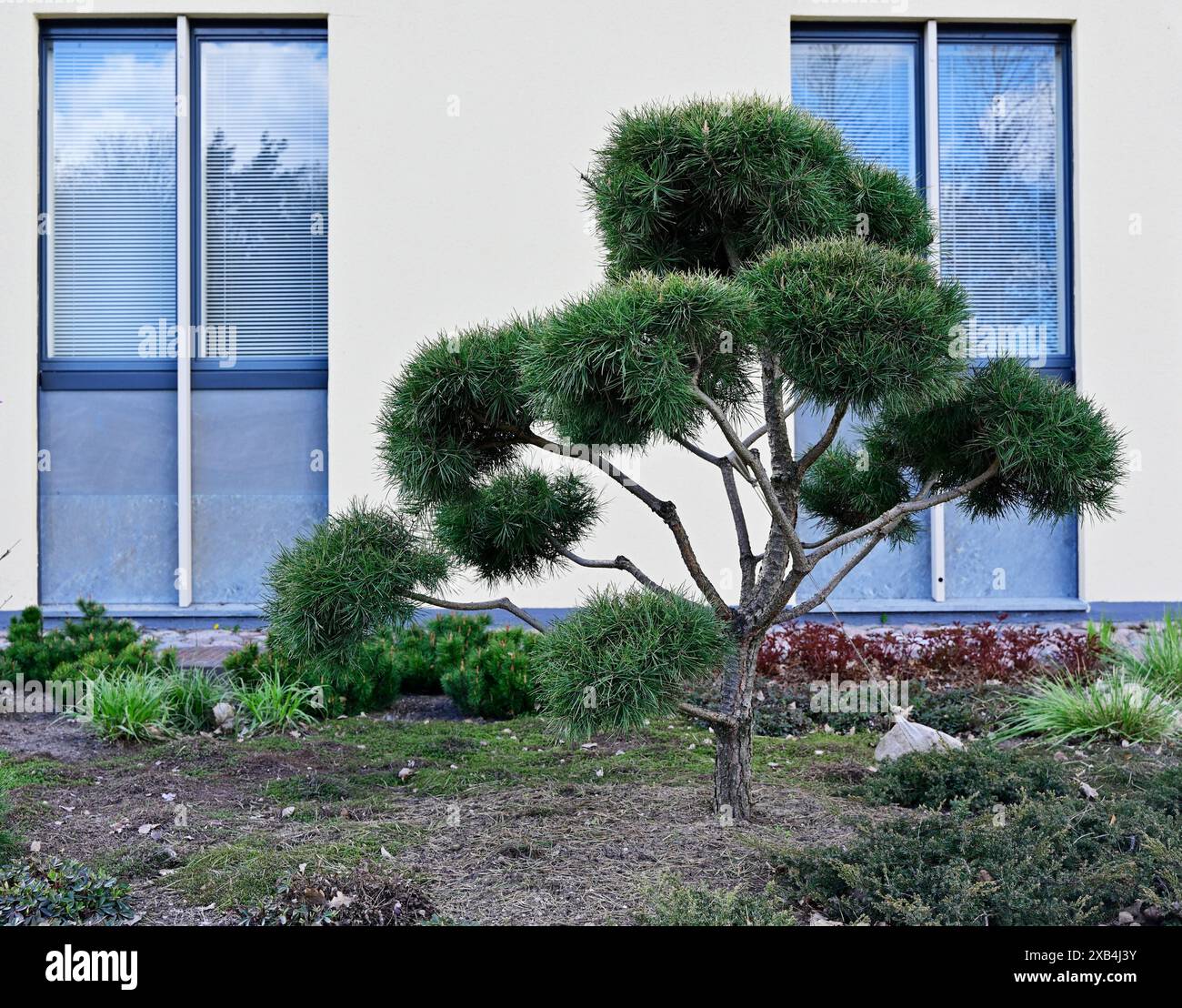 pino mugo decorativo accanto alle finestre dell'edificio Foto Stock