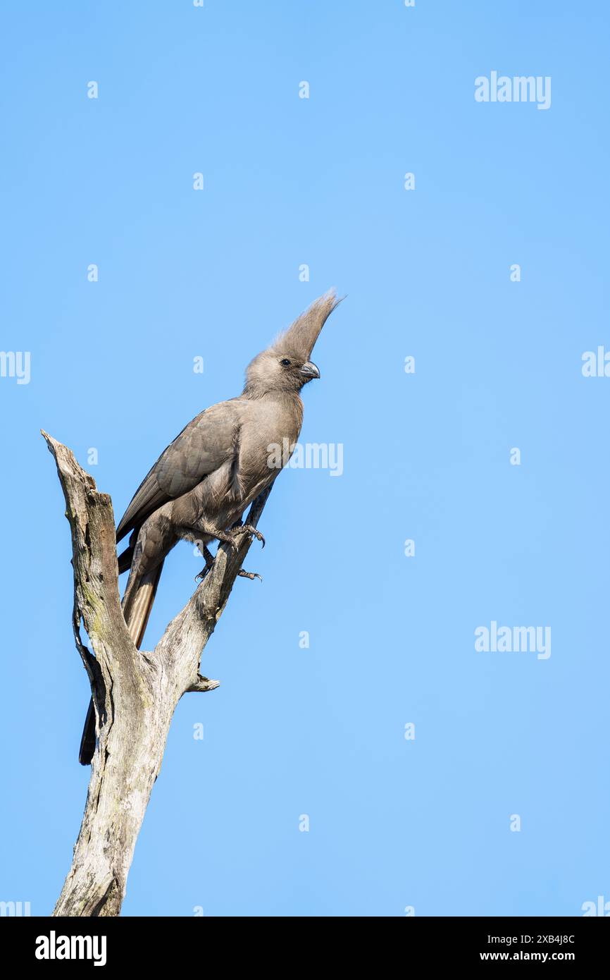 Grigio via uccello appollaiato in cima a un albero in Sud Africa Foto Stock