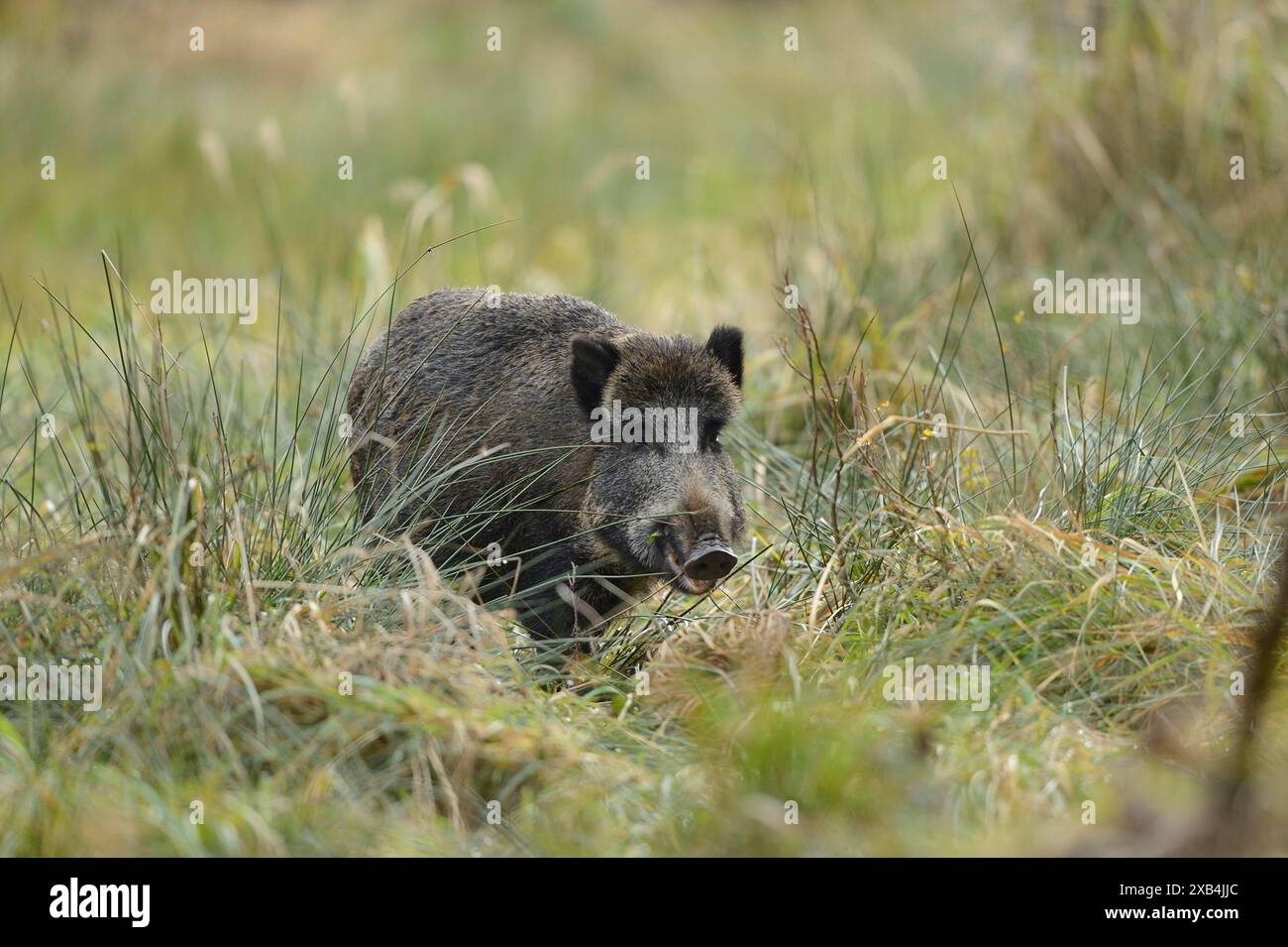 Cinghiale (Sus scrofa) in una foresta in autunno, fauna selvatica, Baviera Foto Stock