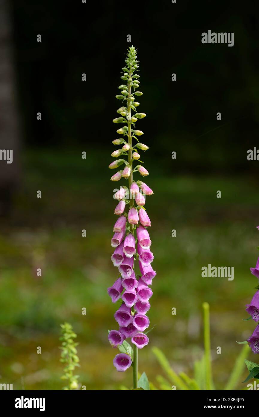 Un unico gambo foxglove con fiori viola che si estendono da esso, immerso in un ambiente verde naturale, Foxglove (digitalis purpurea), Baviera Foto Stock