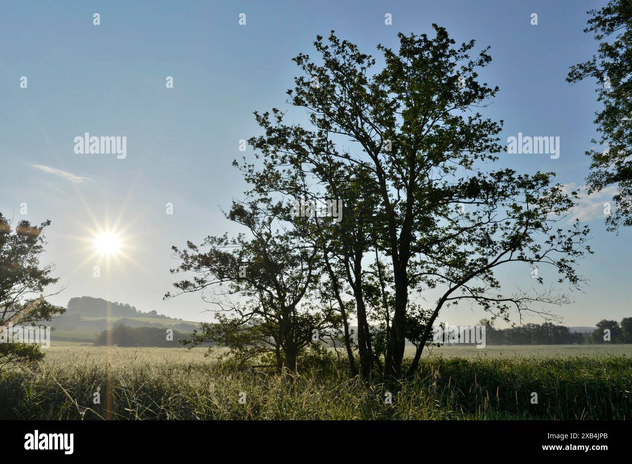 Un albero in un campo alla luce del mattino presto, il sole si sta appena alzando e illumina il paesaggio dell'alto Palatinato Foto Stock