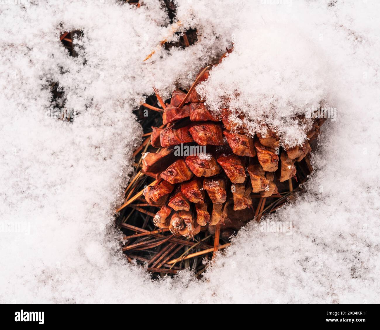 Cono di pino ricoperto di neve che poggia sul fondo della foresta lungo il versante sud del Grand Canyon National Park in Arizona Foto Stock