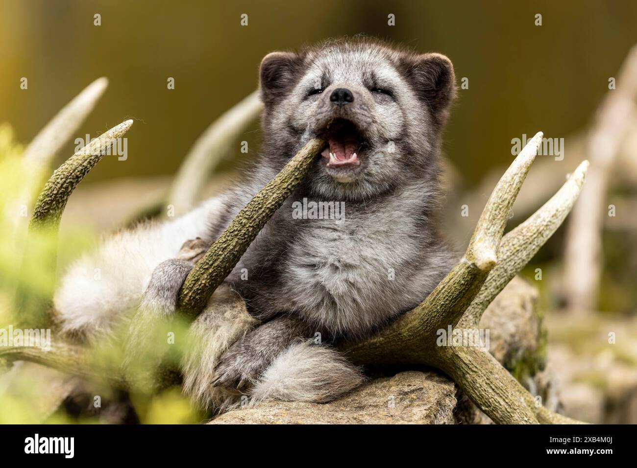 Una volpe sembra ridere mentre si sdraia in palchi, volpe artica (Alopex lagopus) Foto Stock