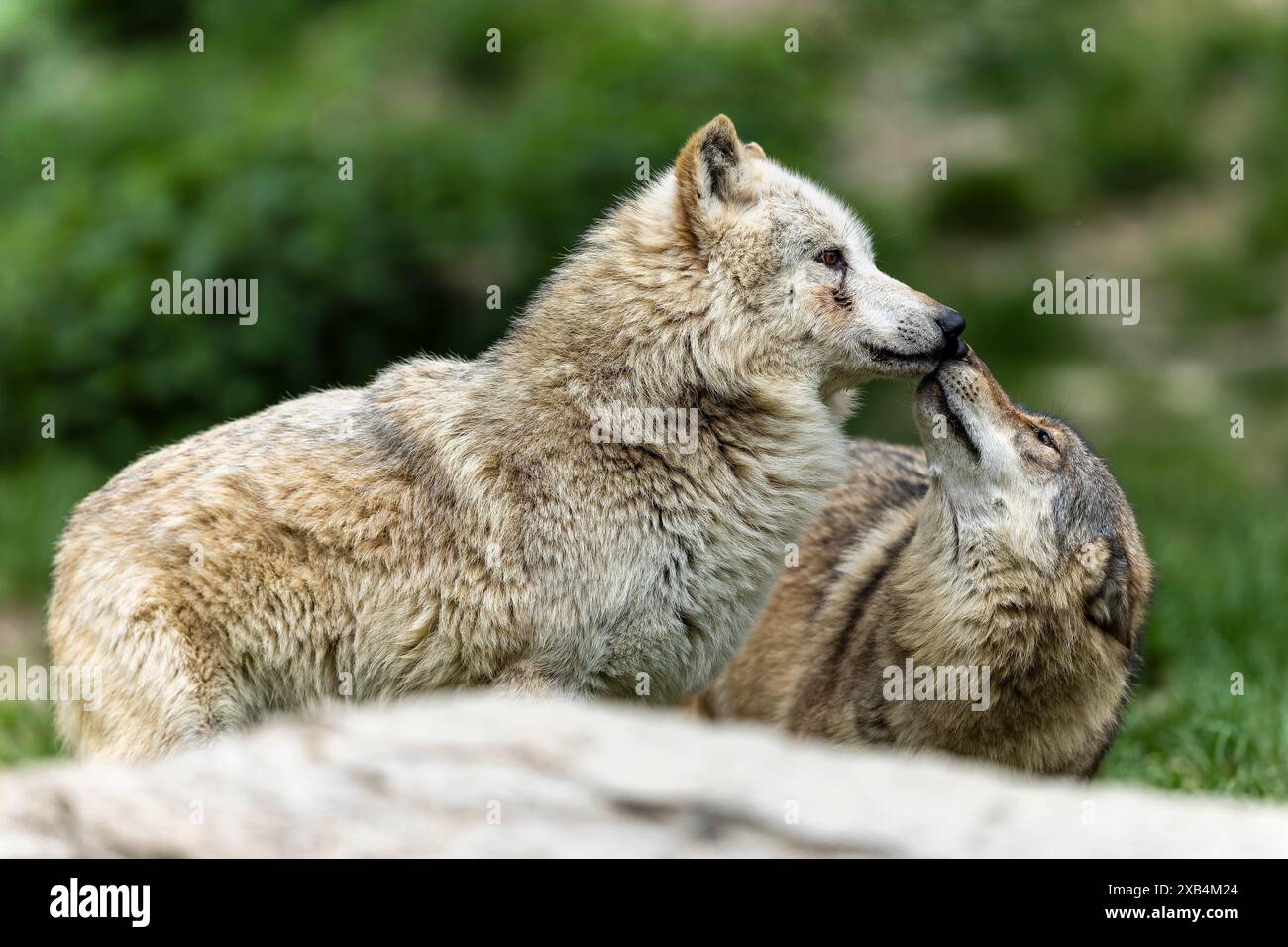 Due lupi che interagiscono in un ambiente verde e naturale, forse mostrando legami sociali, Timberwolf, lupo americano (Canis lupus occidentalis) Foto Stock