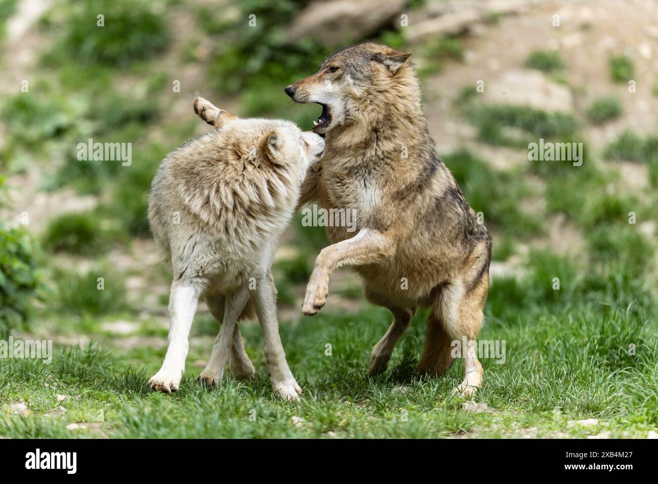 Due lupi comunicano in un ambiente verde e naturale, possibilmente giocando, Timberwolf, lupo americano (Canis lupus occidentalis) Foto Stock