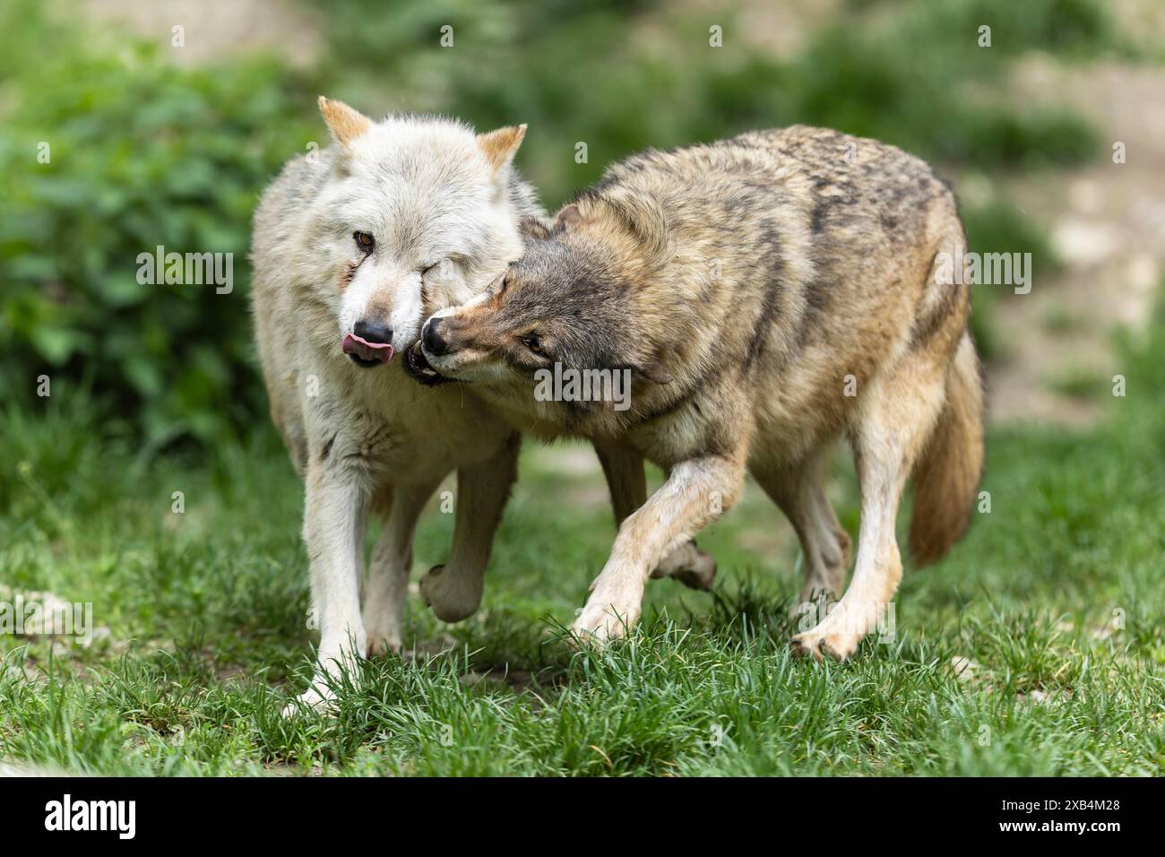Due lupi in stretta interazione in un verde paesaggio forestale naturale, lupo di legno, lupo americano (Canis lupus occidentalis) Foto Stock