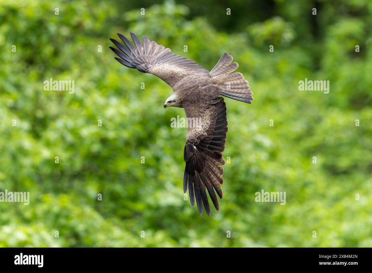 Uccello preda in volo di fronte a uno sfondo verde della foresta, con ali allungate in natura, nibbio rosso (Milvus milvus) Foto Stock