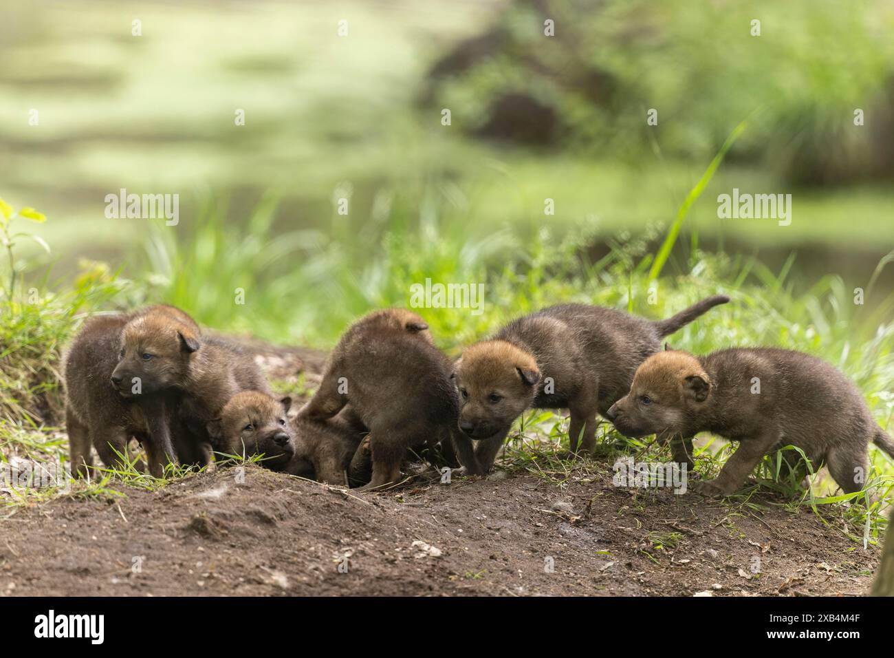 Sei cuccioli di lupi curiosamente esplorano i loro dintorni nell'erba, il lupo grigio europeo (Canis lupus) Foto Stock