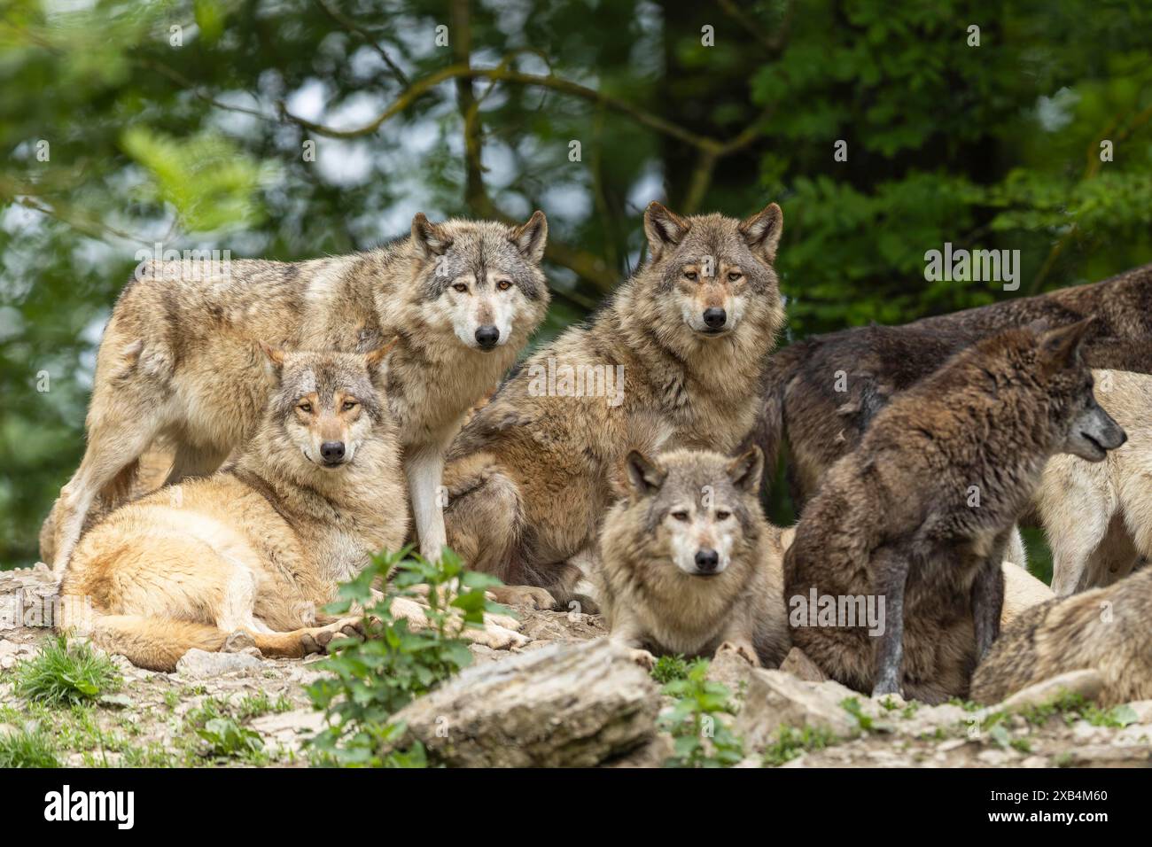 Un gruppo di lupi che mostrano il comportamento del branco in un ambiente naturale, che si posa insieme, lupo di legno, lupo americano (Canis lupus occidentalis) Foto Stock