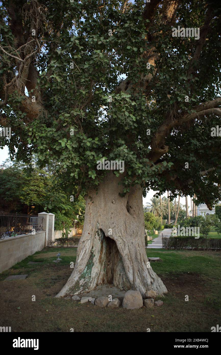 Il famoso albero di Sycamore a Gerico, Zacchaeus, Chief Tax Collector a Jericho, era seduto su un albero simile, Jericho, Cisgiordania, Autorità palestinese Foto Stock