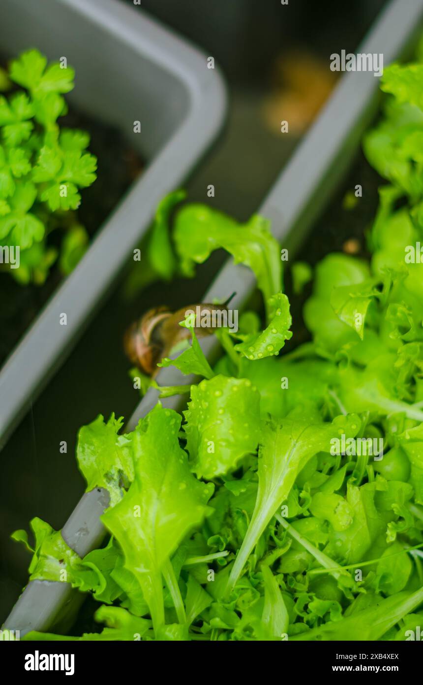 La lumaca sta mangiando l'insalata casalinga nel cortile . Foto di alta qualità Foto Stock