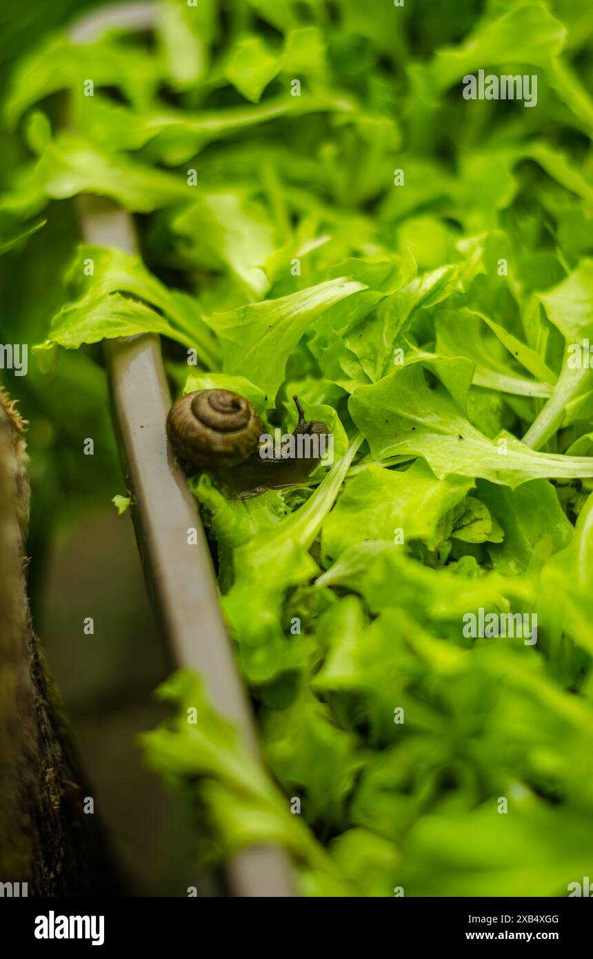 La lumaca sta mangiando le foglie di insalata di crescita casalinga . Foto di alta qualità Foto Stock