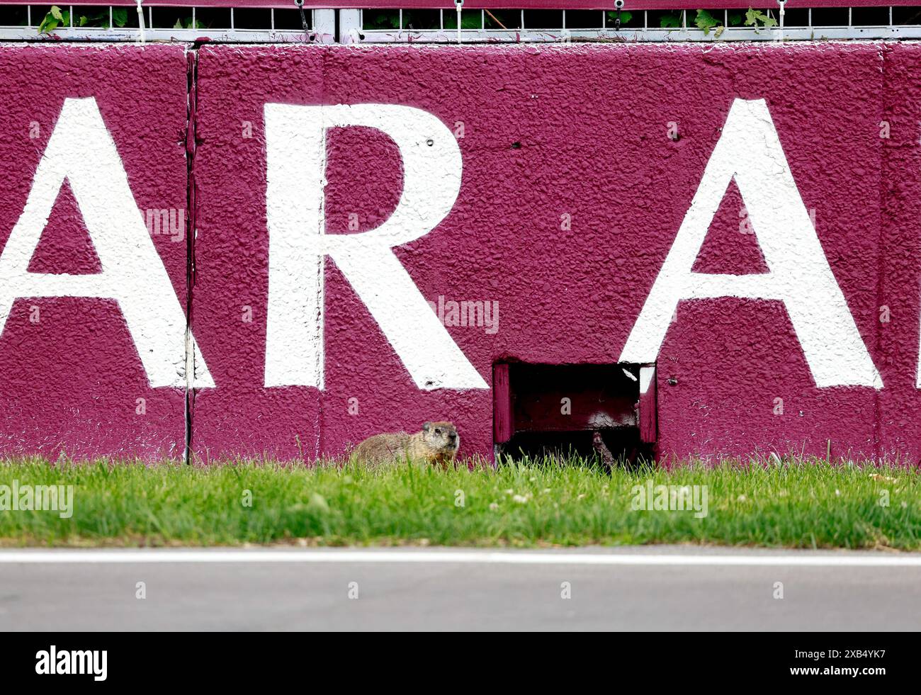 Groundhog durante la Formula 1 AWS Grand Prix du Canada 2024, 9° round del Campionato del mondo di Formula 1 2024 dal 07 al 09 giugno 2024 sul circuito Gilles Villeneuve, a Montreal, Canada Foto Stock